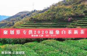 聚划算汇聚福建携手福鼎白茶开茶节，赏2020新春白茶